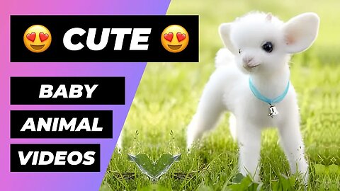 The Cutest Baby Animals In The World 🔴 1 Minute Animals