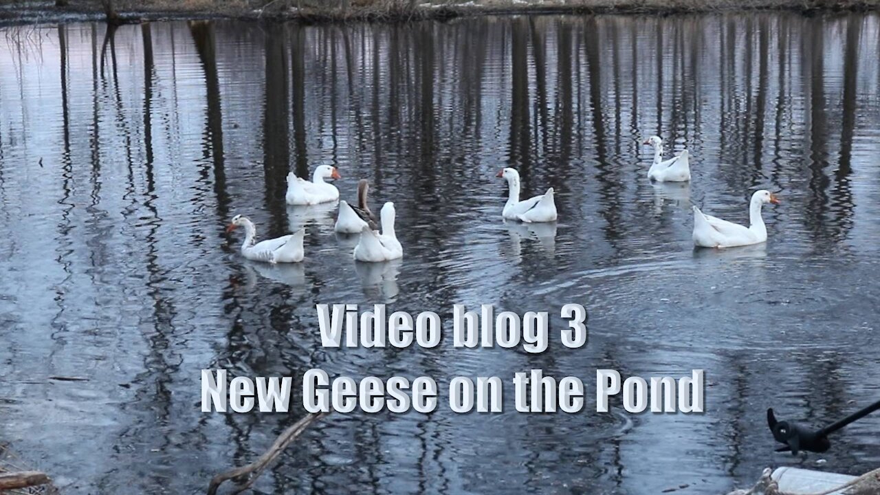 Video blog 3 New Geese on the Pond