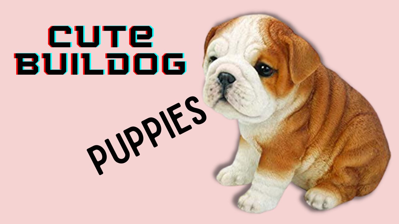 Cute Buildog Puppies Funny Videos 2021