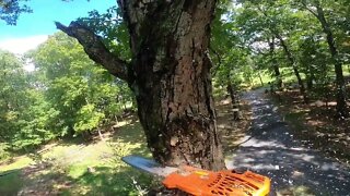 Topping down a skinny White Oak