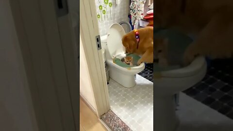 Dog DUMPS cat sibling in toilet.🚽😝😎 #shorts