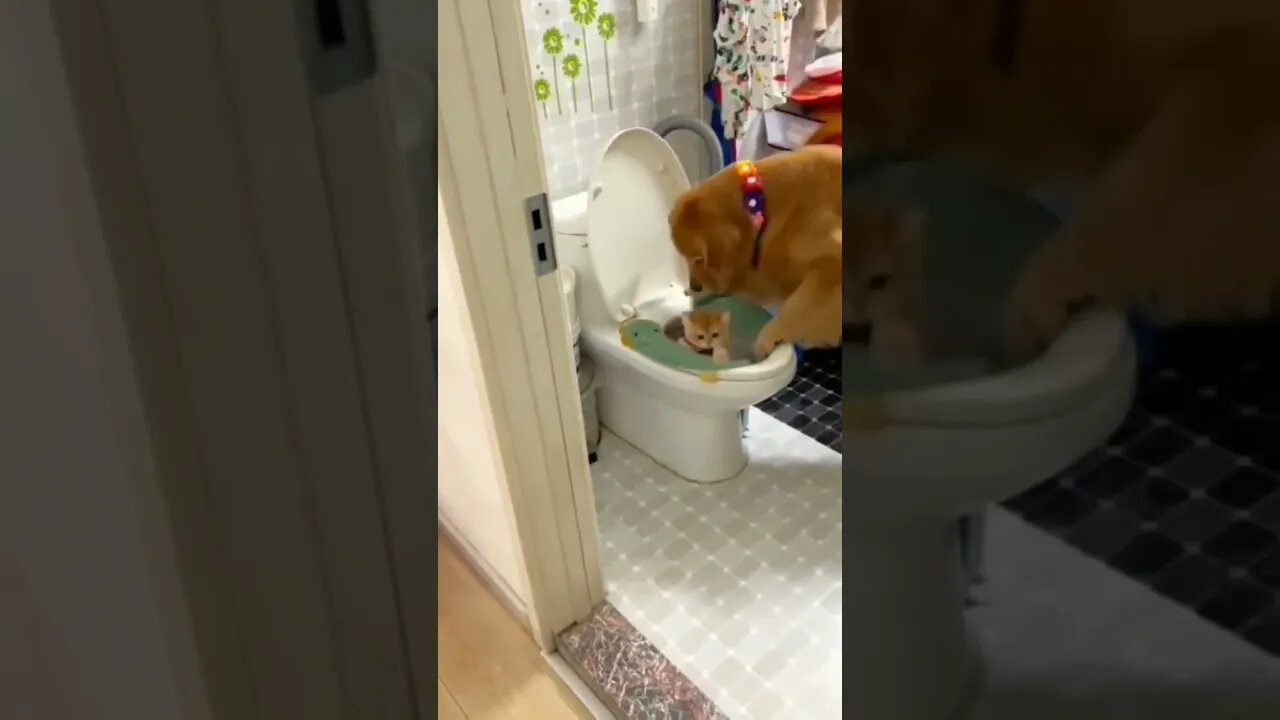 Dog DUMPS cat sibling in toilet.🚽😝😎 #shorts