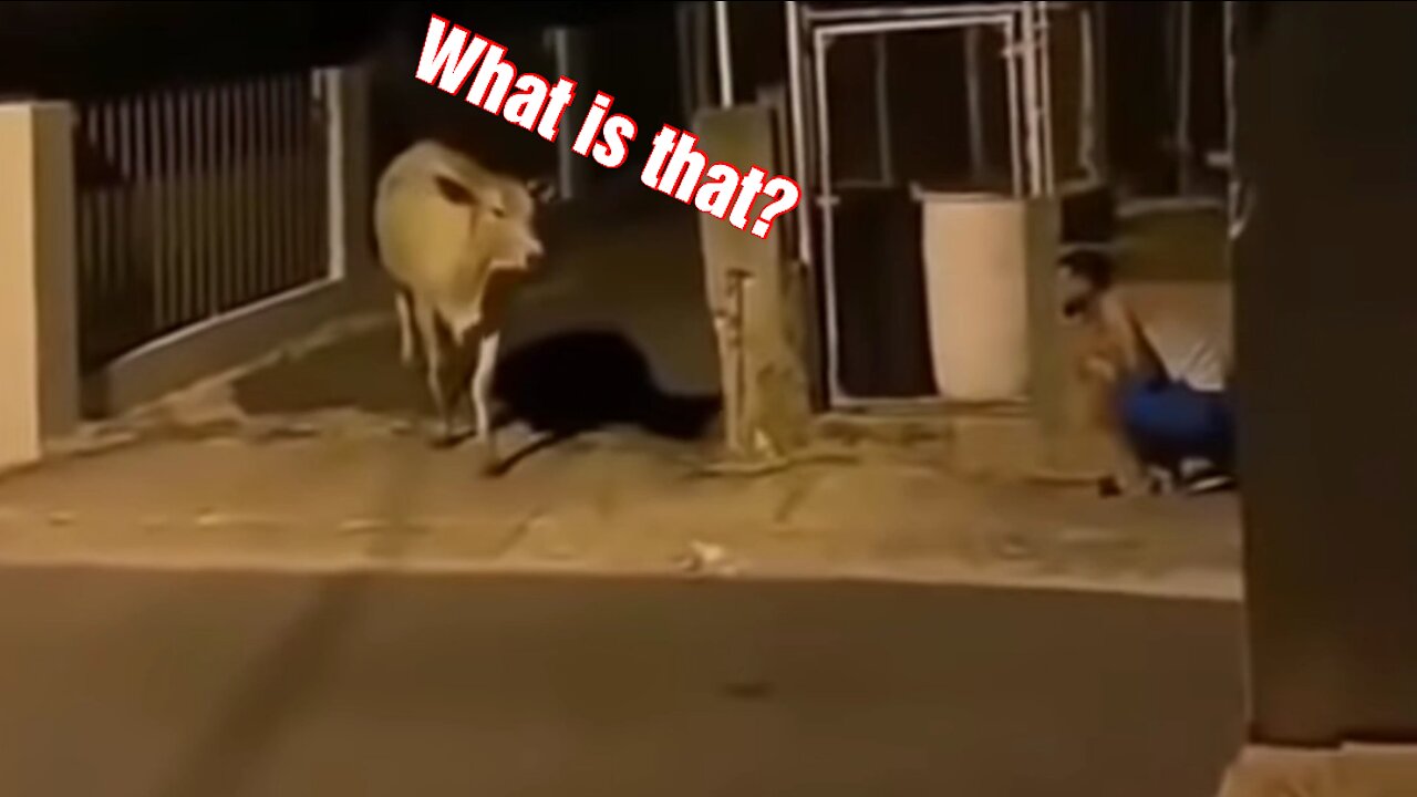 This Cow Jump When Shock 🤣ðŸ˜