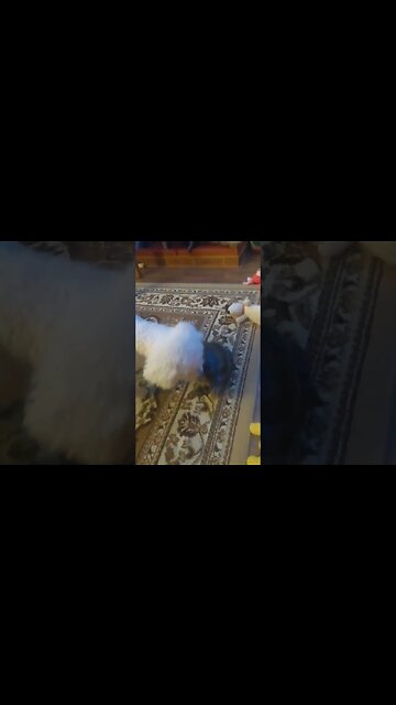 When Flash meets Harry! #friends #turtle #dogs