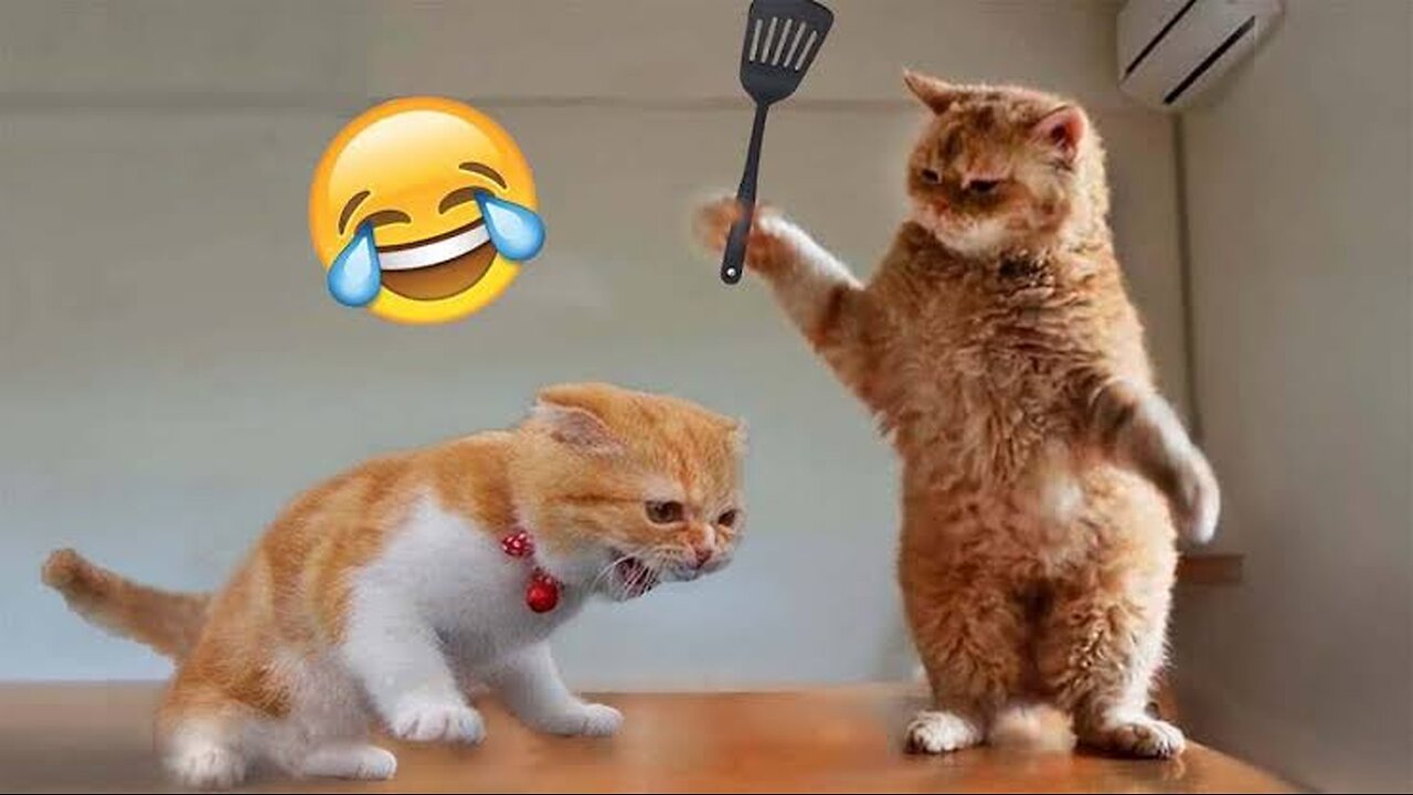 Cute Cat Funny Moments. Episode - 39