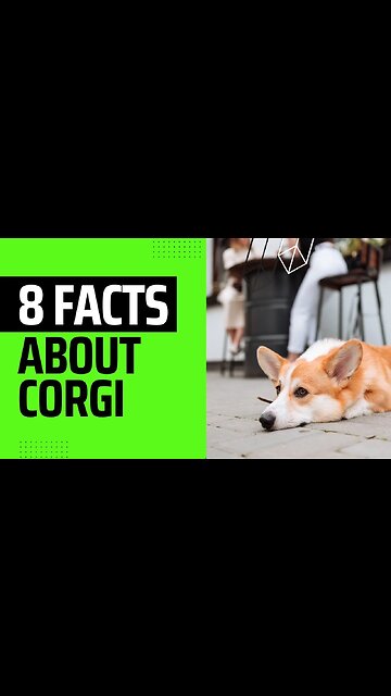 Part2 They’re known as smart, alert, and affectionate. The Pembroke Welsh Corgi! #shorts