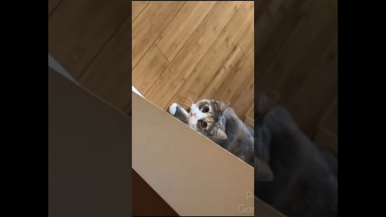 cute animals funny!!! #3