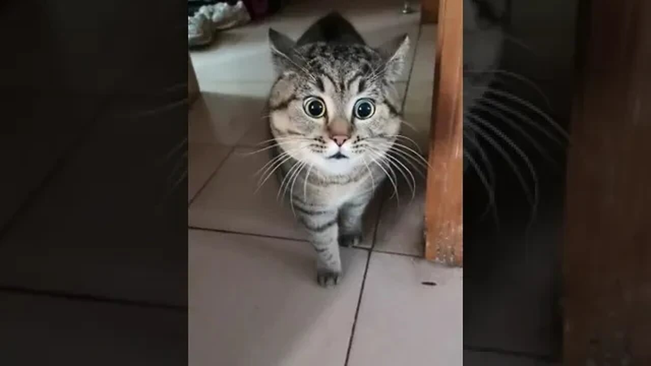 #pets #cats #catsoftiktok