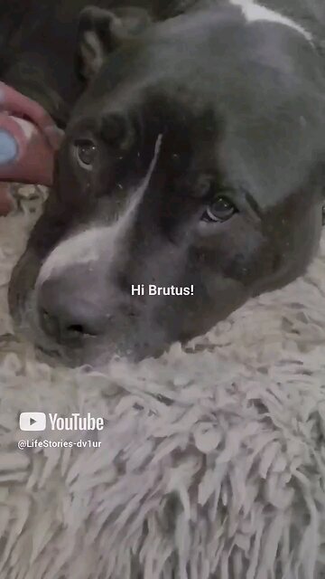 My dog always wants food!