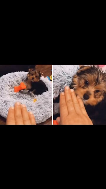 Dog Fighting With His Owner's Hand