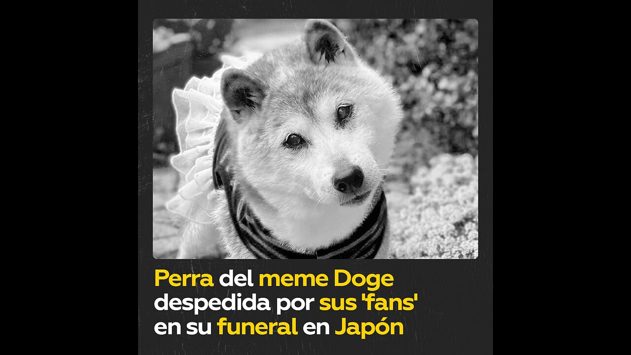 Muere a los 18 años la perra conocida como Doge de los memes