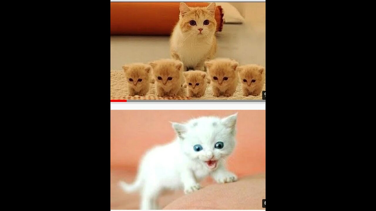 👍😄Funniest Cats Videos😆👍