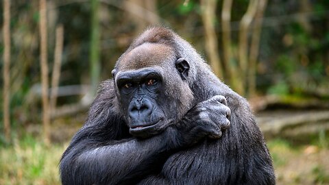 What Apes Think