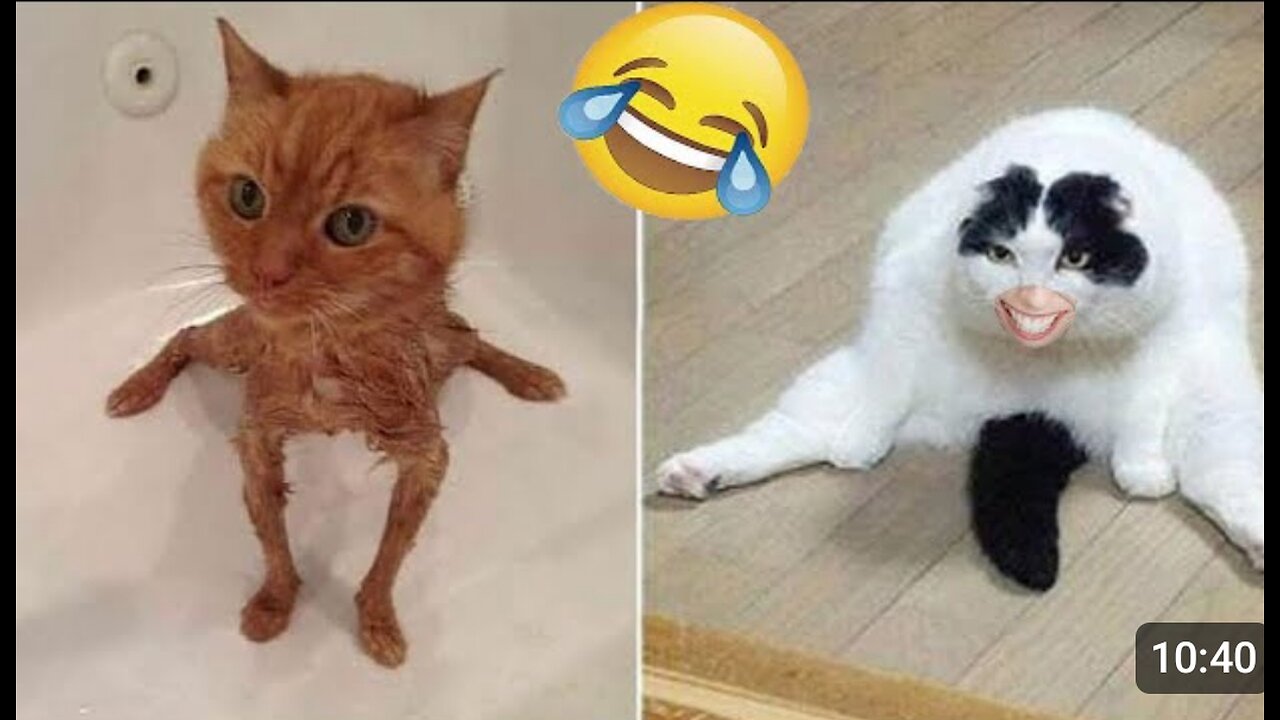 Funniest Animals 😂😂 Best Cats and Dogs Videos 🐶😸