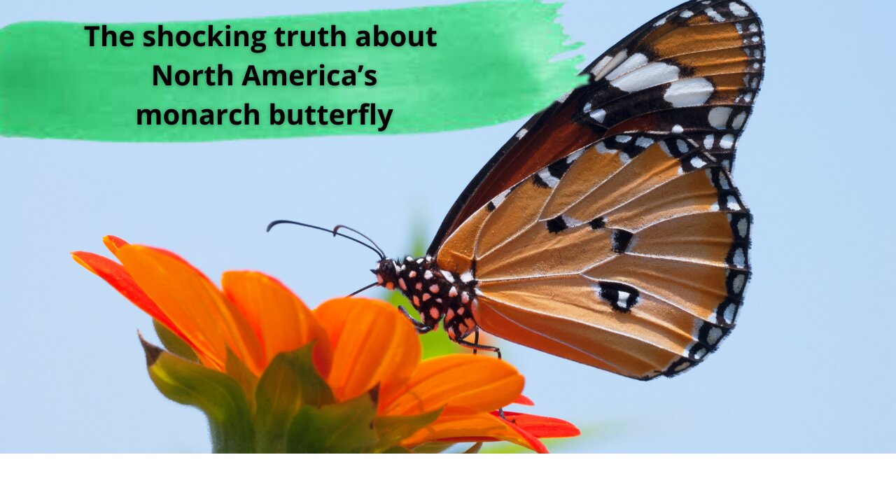 The shocking truth about North America’s monarch butterfly.