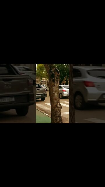 Día gris en el Tacua #tacuarembó #uruguay (23/03/2023)