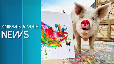 Você pagaria 150 MIL REAIS em um quadro pintado por uma PORQUINHA? | ANIMAIS & MAIS NEWS