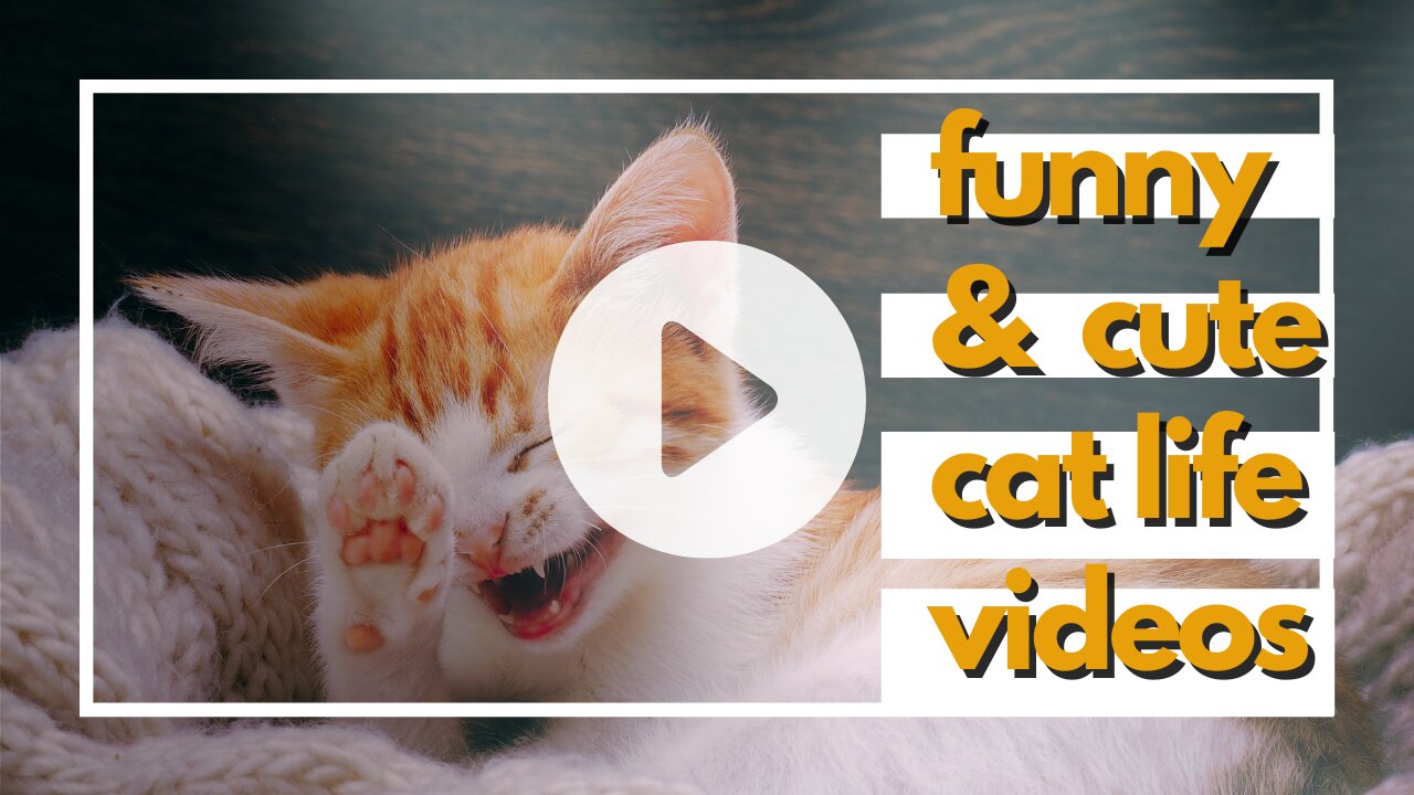 Funny Cats Fails - Cute Silly Kittens And Stray Kitties