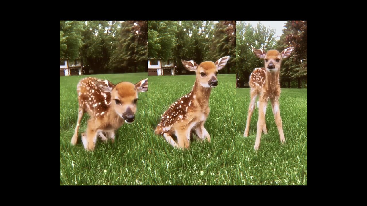 NEW BORN BABY DEER🦌💕