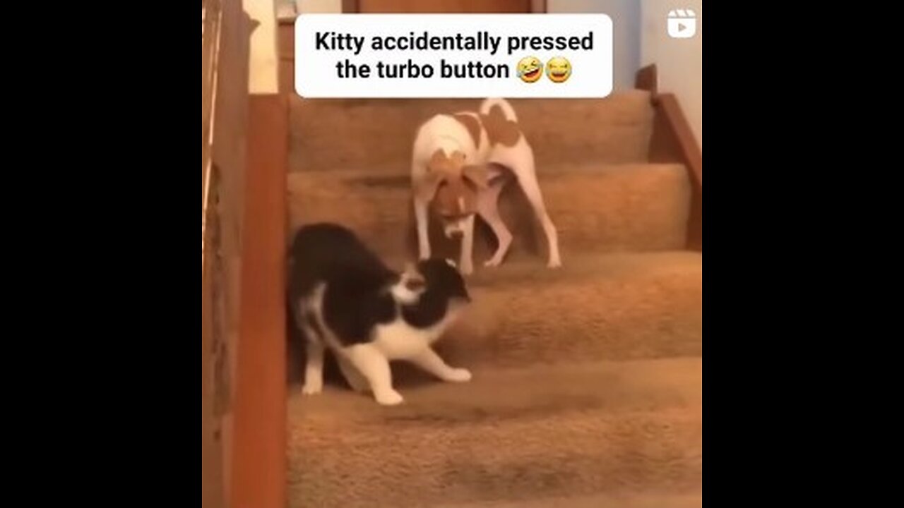 Kitty accidentally pressed the turbo button 🤣🤣