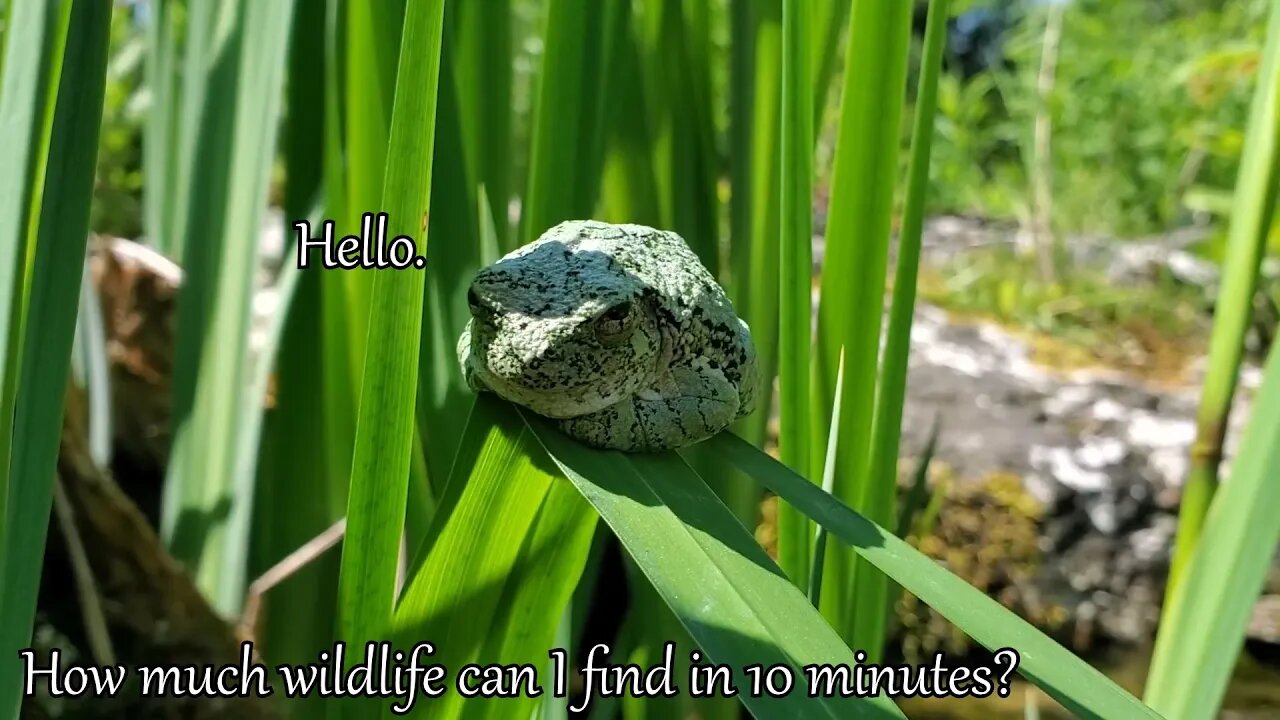 Looking for wildlife in the food forest and pond