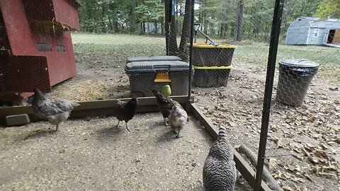 Chickens perplexed by a dangling mango.