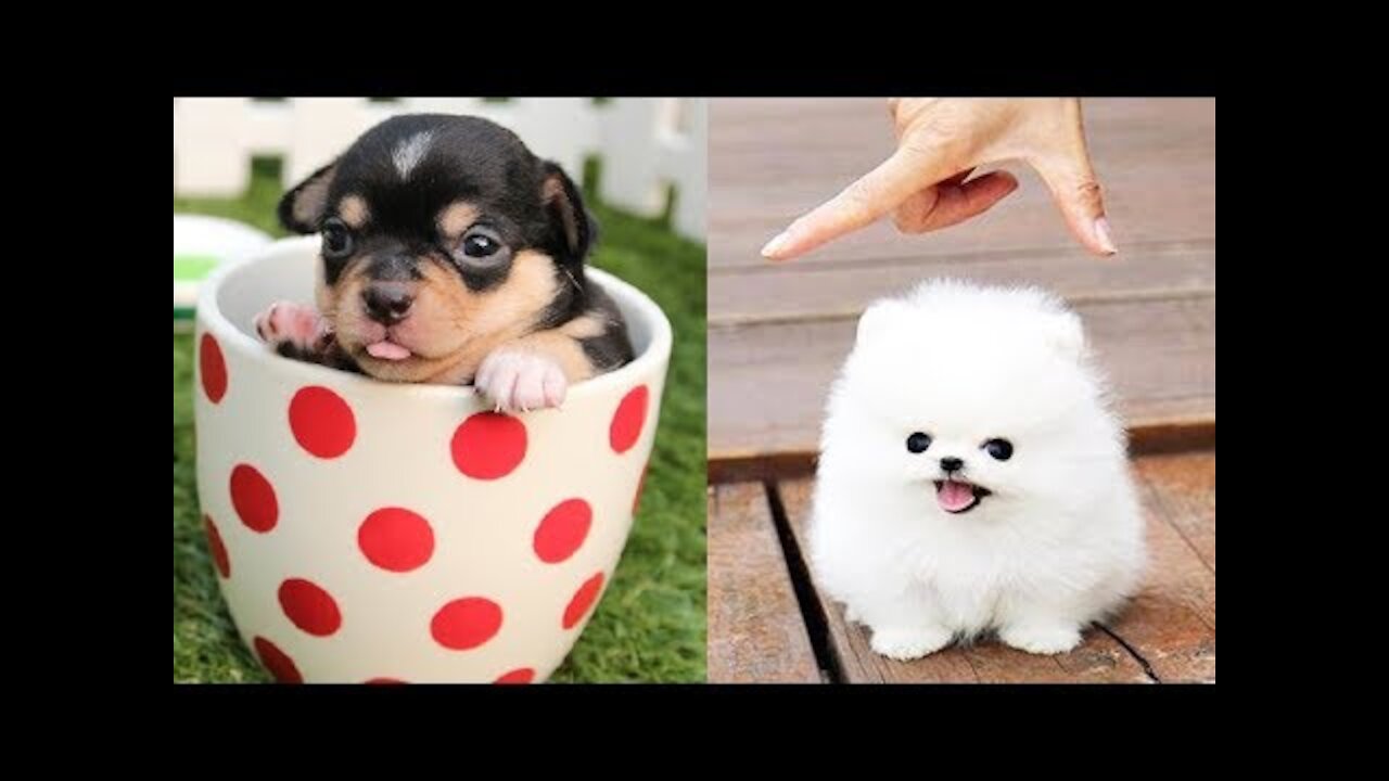 Funny dog video :) You must watch laugh all the dogs