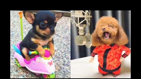 Baby Dogs And Funny Dogs Video