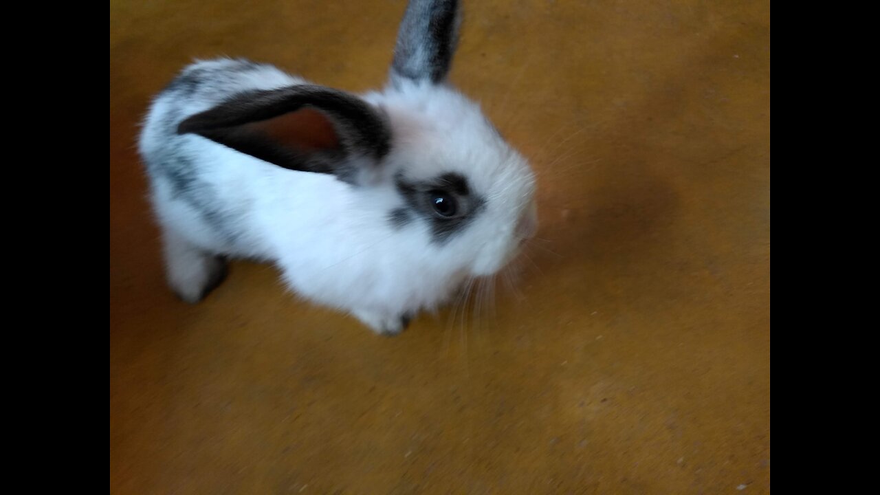 very cute spotted rabbit