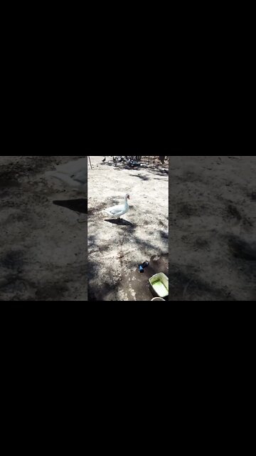 Muscovy girls and Ezra the gander