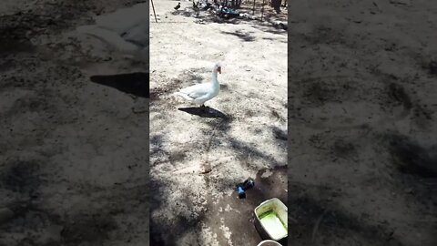 Muscovy girls and Ezra the gander