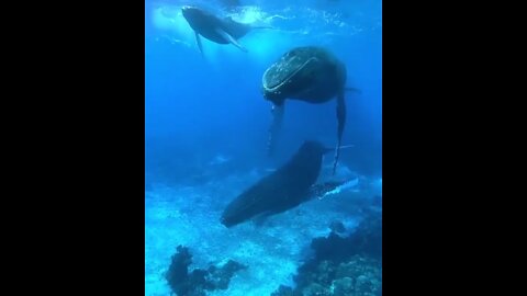 The peaceful world of a baby it's mum and a singing escort in the shallow water.⁣⁣⁣ 🐋💙 🐋