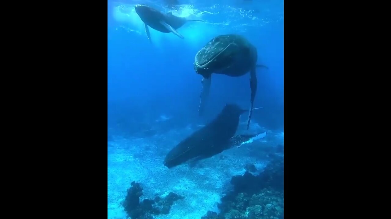 The peaceful world of a baby it's mum and a singing escort in the shallow water.⁣⁣⁣ 🐋💙 🐋