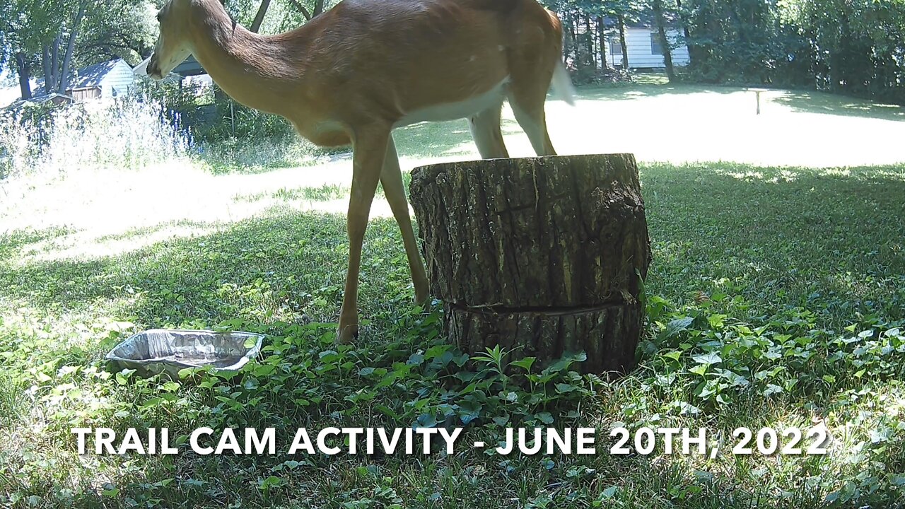 Trail Cam Activity - June 20th, 2022