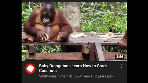 Baby orangutans learn how to crack coconuts