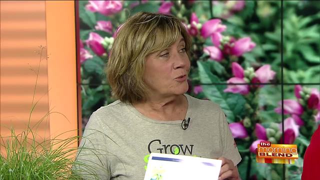 Planting Low Maintenance Perennials in Your Yard