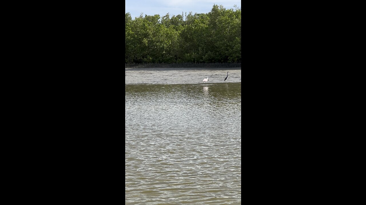 Roseate Spoonbills Grace Tigertail Lagoon #FYP #RoseateSpoonbill #TriColoredHeron #SnowyEgret #4K