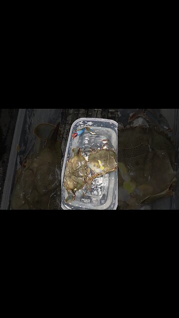 Gots me some soft shelled crabs! yum yum😁