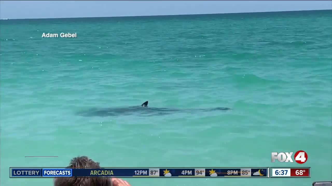 Large shark prompts lifeguards to briefly close Nokomis Beach in Sarasota County