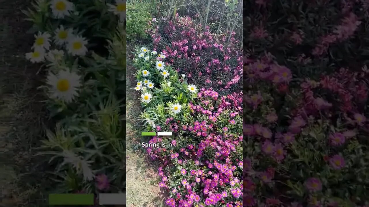 You can almost smell them 🌸