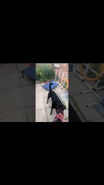Tug or War 👊 who wins?!?!?... #dog #rottweilerpuppy #rottweiler