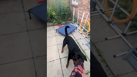 Tug or War 👊 who wins?!?!?... #dog #rottweilerpuppy #rottweiler