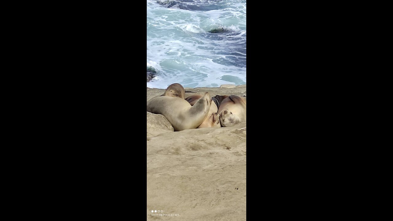 Seal voice 🦭🦭🦭