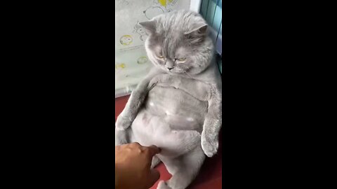 funny cats