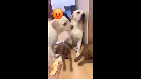 The Comedy dog fight