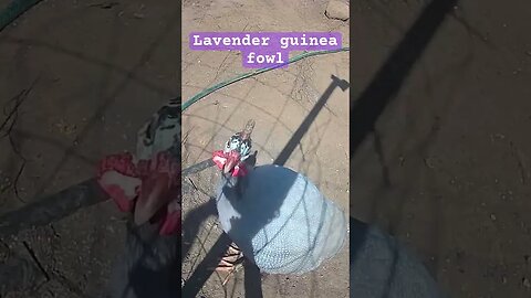 Lavender guinea fowl. Farm surveillance