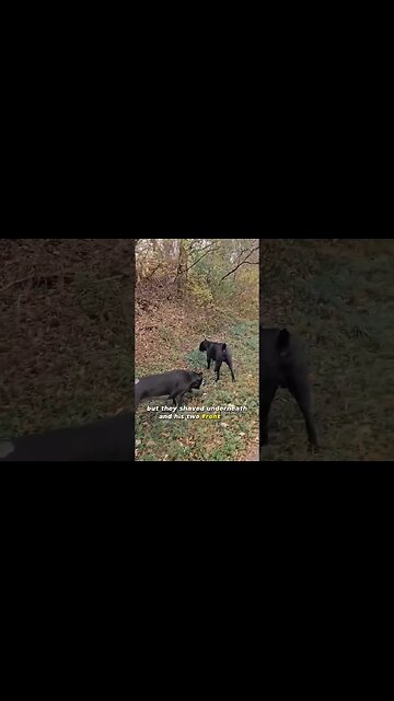 Cane Corso EMERGENCY SURGERY Back Home Update #canecorso #dog #shorts