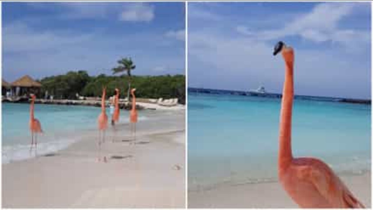 Flamingos "hänger" på en strand i Aruba