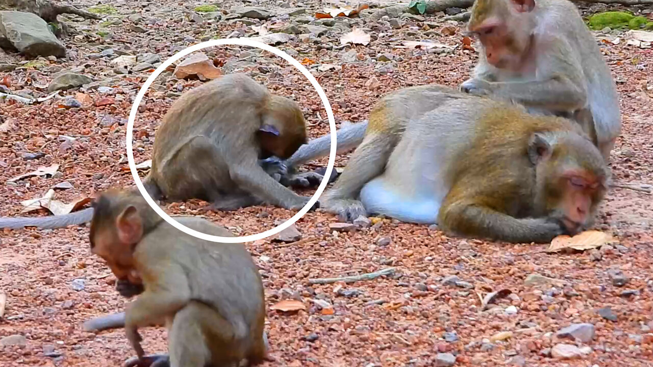 Young Monkey Falls Asleep Next To An Old Monkey