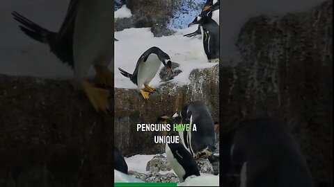 Penguins : Adorable Arctic Adventurers part 2 #education #world #nature #penguin